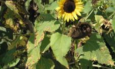 Alternarioza florii soarelui Alternarioza florii soarelui